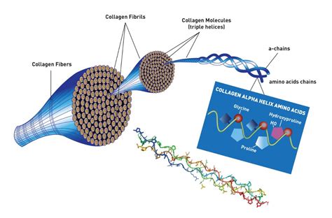 Gelatin:  Un Biomatériau Fascinant pour les Applications Médicale et Alimentaire?