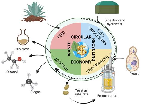 Agave: Production Optimization for Biofuel Innovation and Sustainable Packaging Solutions!