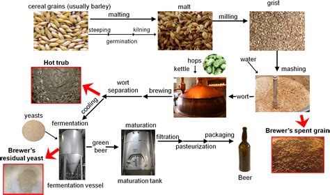  Barley: Applications en Bière et Potential pour la Biomasse?