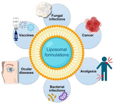  Liposomes à Microcouches: Quelles sont les Applications Futuriste de ce Biomatériau Prometteur?