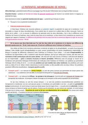  Quel est le potentiel révolutionnaire de la Quimbyite pour les implants dentaires haute performance ?