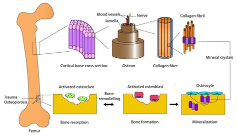  Wollastonite: Biocompatibilité et Résistance Osseuse Exceptionnelles pour des Applications Médicales Innovatrices !